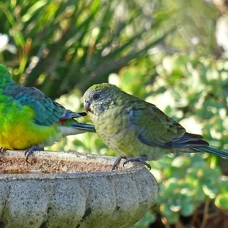 Austiny Bed And Breakfast Victor Harbor-2